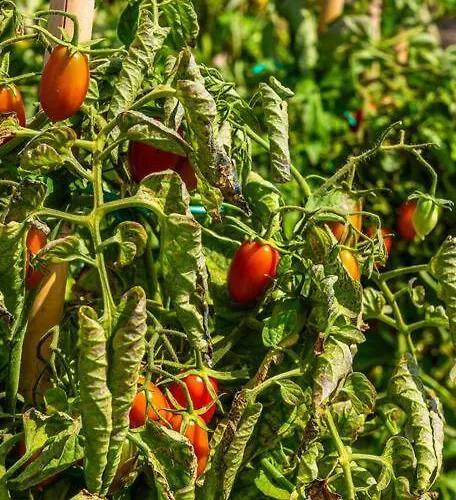 House Of Harmony - Beachfront Tatil Evi *